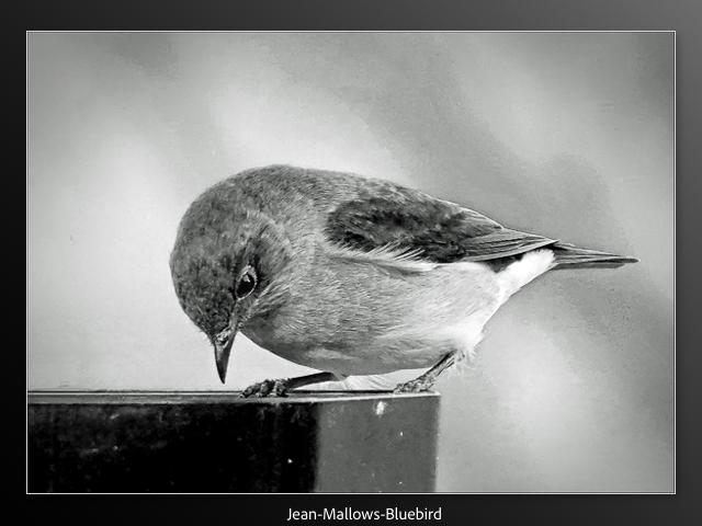 Jean Mallows-Bluebird