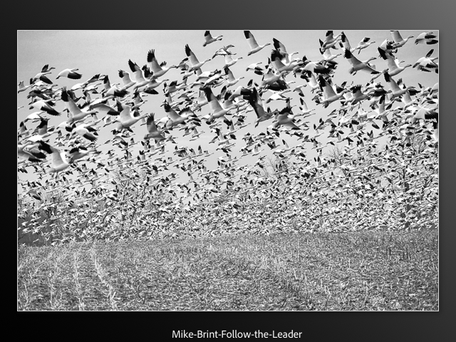 Mike Brint-Follow the Leader