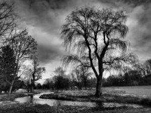 Barry McMickle-Dark Day Weeping Willow